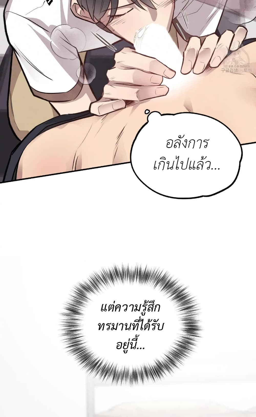 Honey Bear 12 40