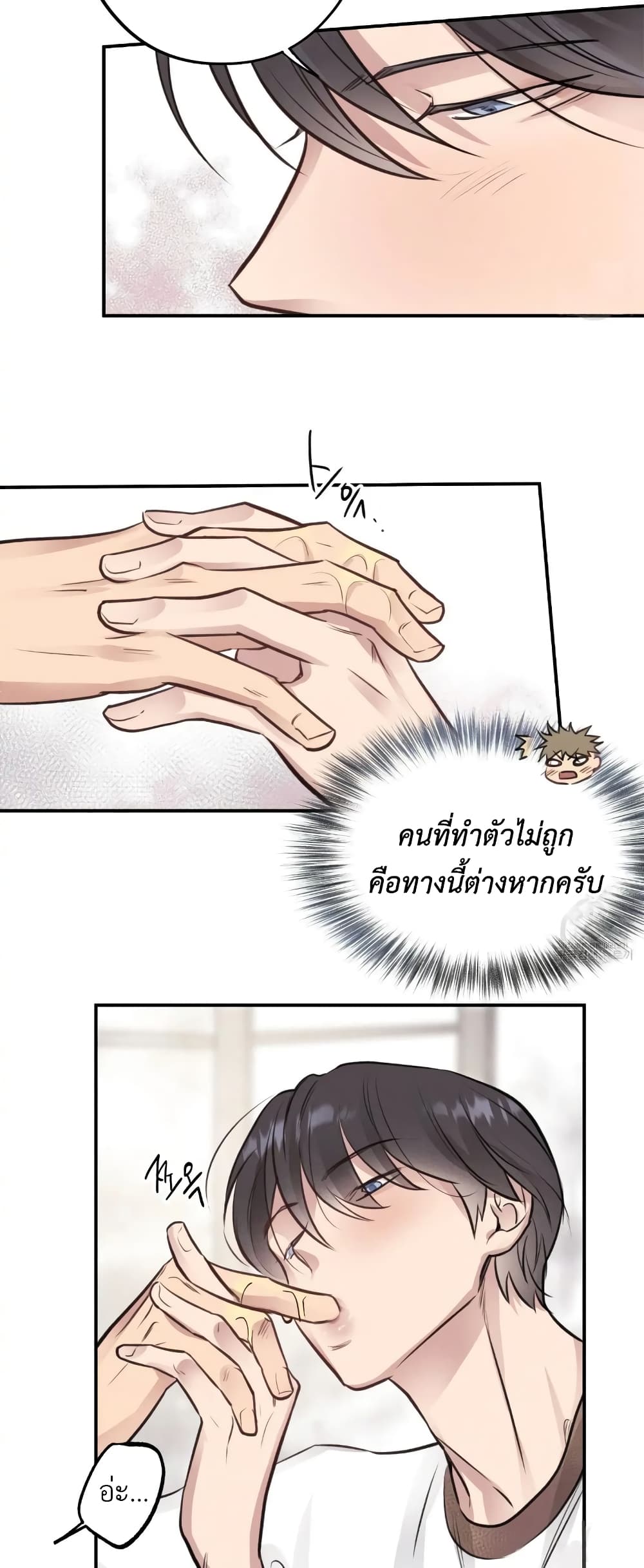 Honey Bear 8 37